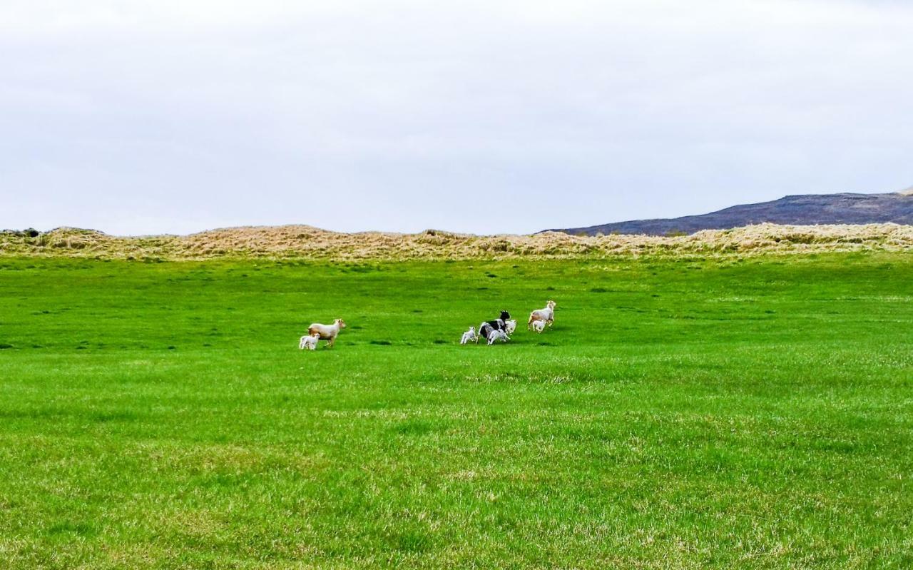 Iceland Igloo Village Hella Ngoại thất bức ảnh